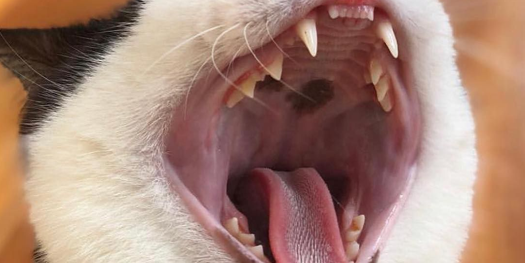 🐱Почему у кошки в пасти черные пятна: что это такое