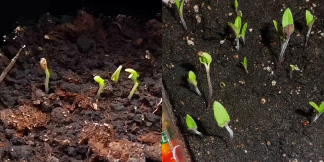 Размягчаю семенную оболочку ватным диском. Всходы крепнут буквально на глазах