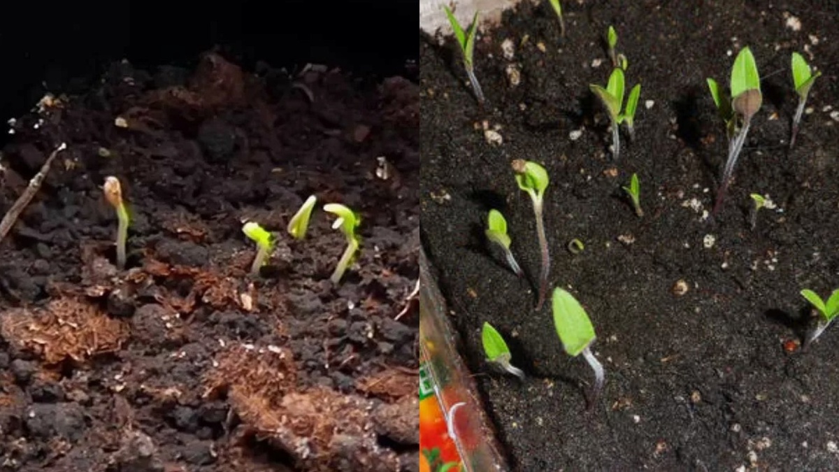 Всходы в "шапочках" - проблема решается простым ватным диском