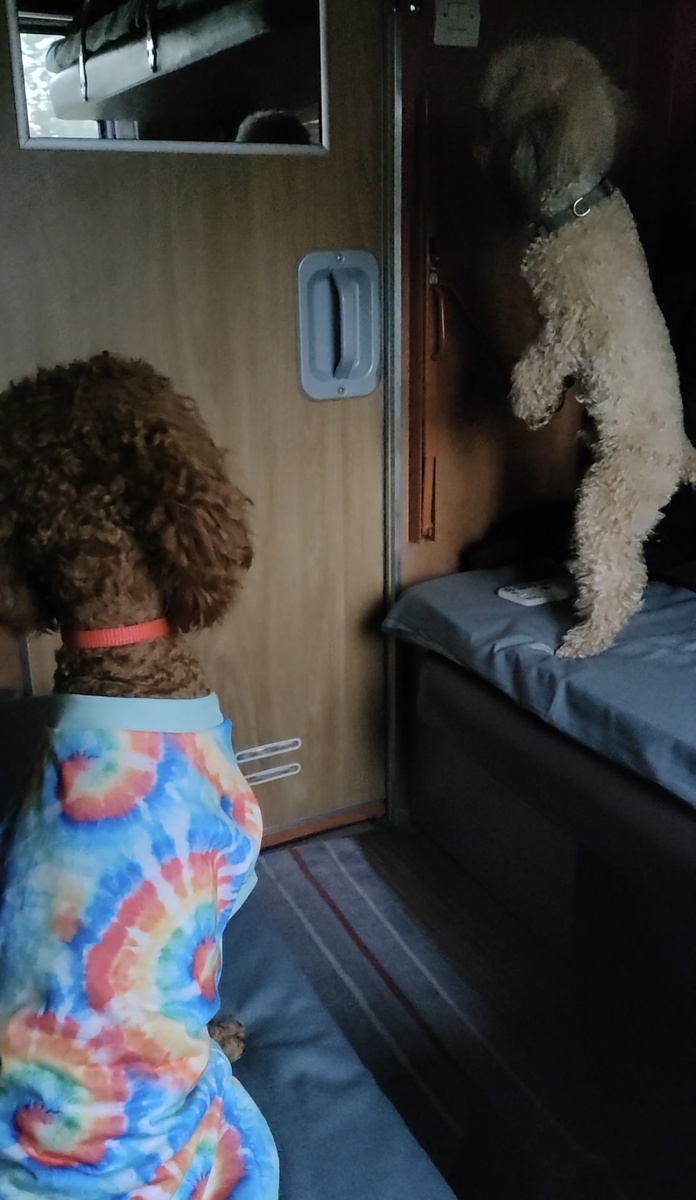 Мама ушла в туалет.Ждем.Нервничаем.