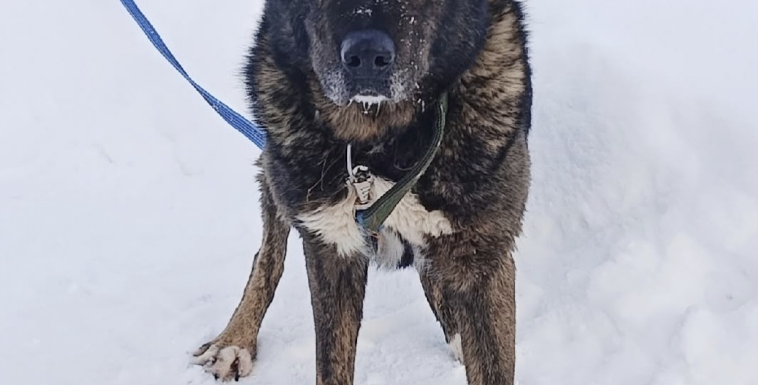 Юлька — собака-сирота, потерявшая всё в огне