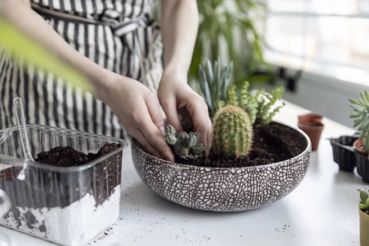    Перед активным ростом можно пересадить и проверить корни.