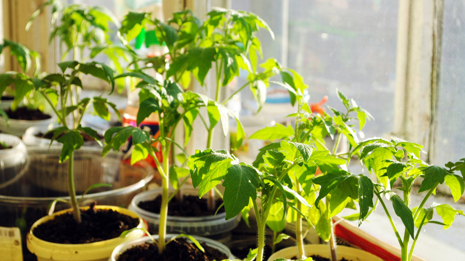 Разница в качестве рассады видна невооруженным глазом