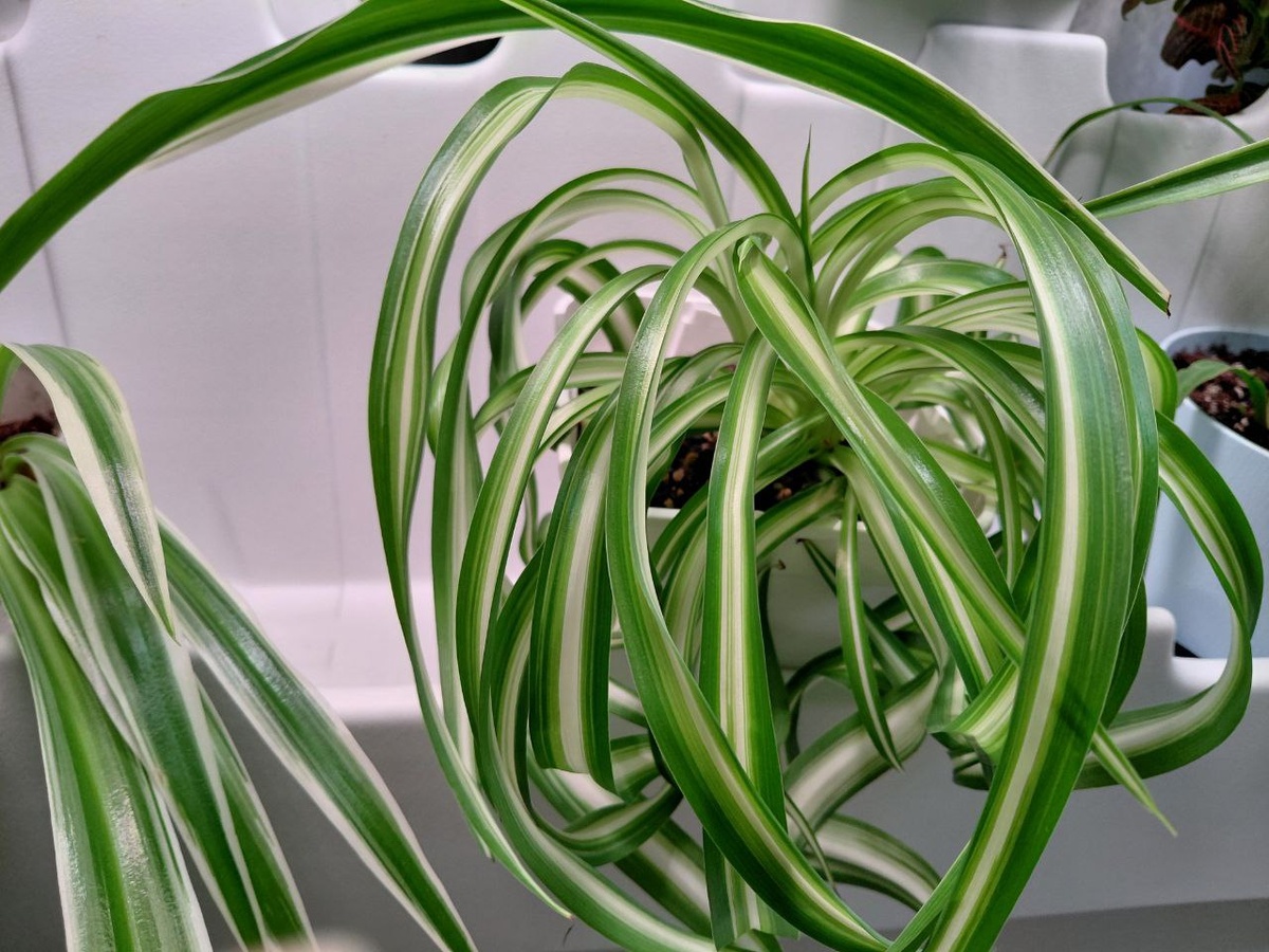 Хлорофитум