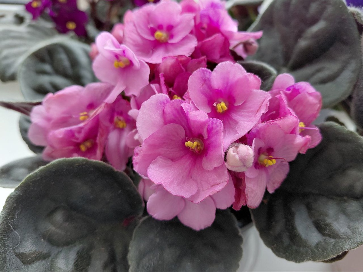 Комнатная фиалка