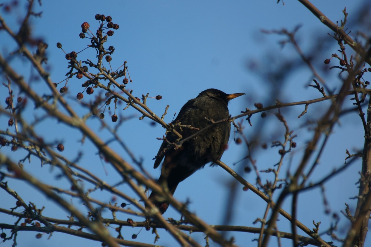    Национальный парк «Водлозерский» / ВК