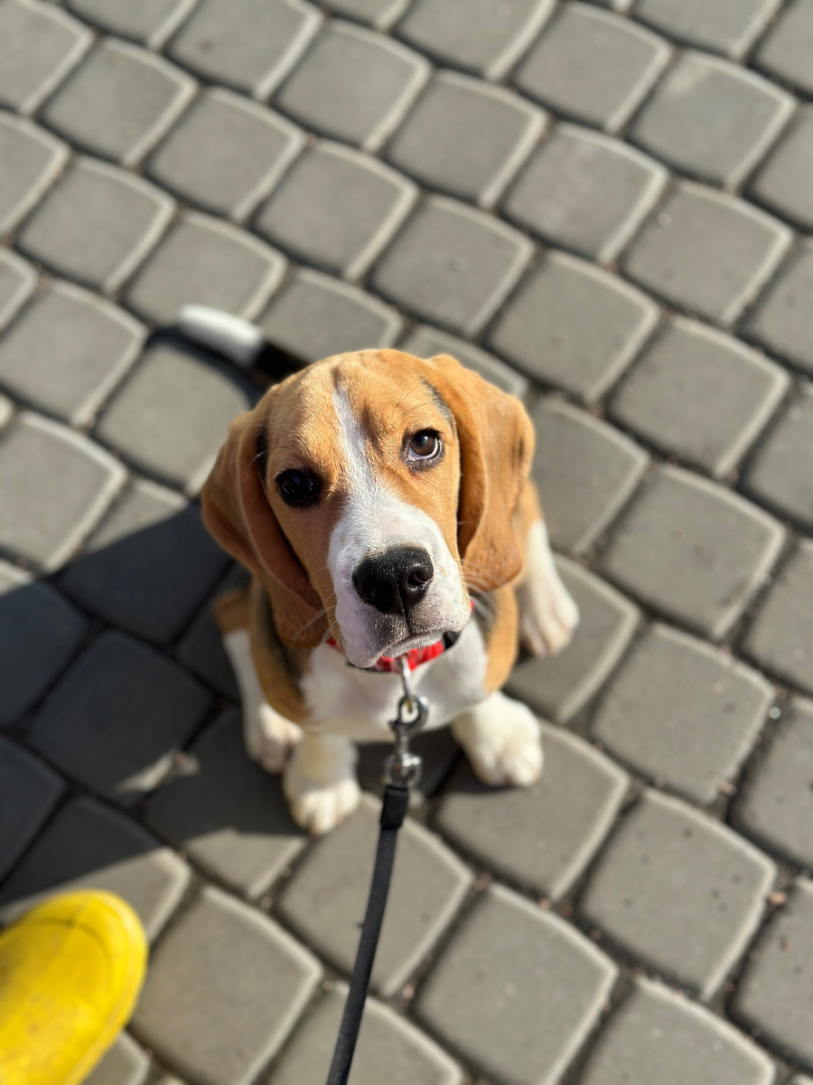 Щенок бигль сука