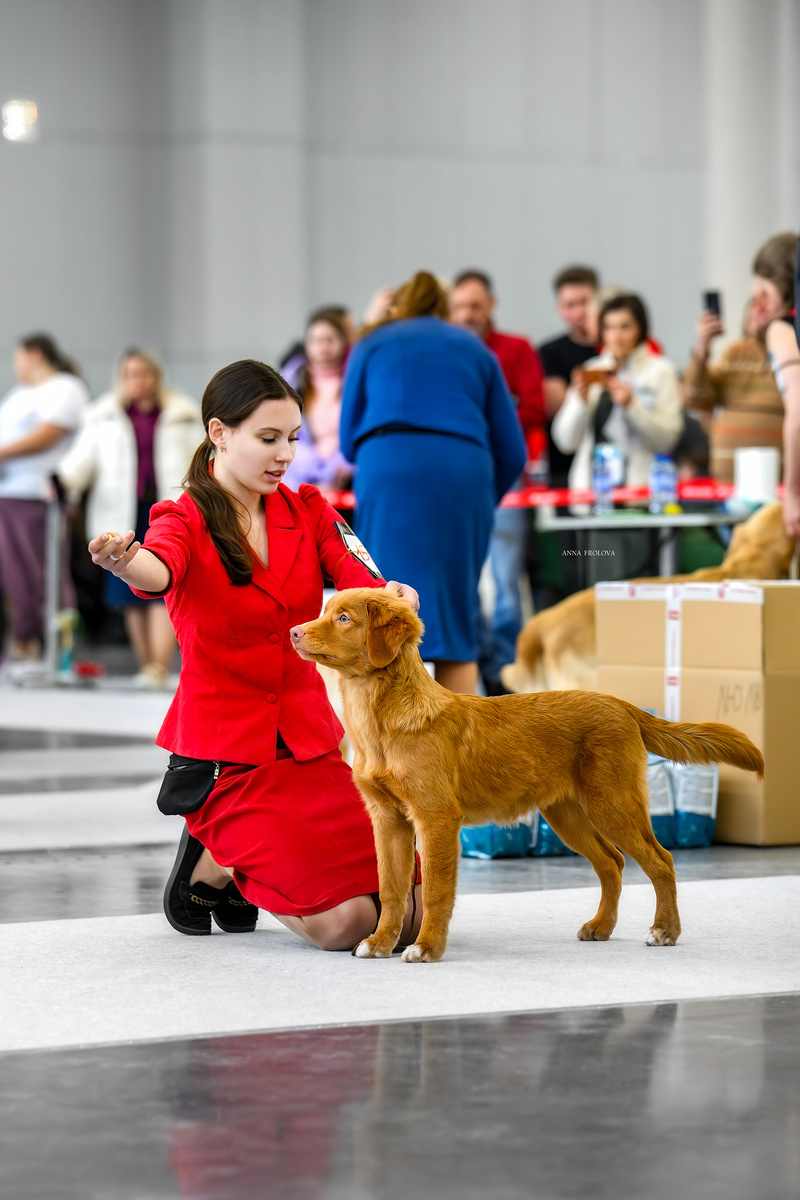 Щенок кобель толлер