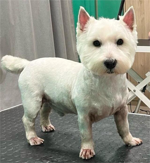 Брутальность - ) Стрижка вест хайлед вайт терьера.

https://balyti.ru/gallery/vest-hailend.html

#вестхайлендтерьер #груминг #стрижкасобак #измайлово
Грумер Ася.
Стрижка по просьбе хозяев, так как изначально мягкая шерсть у питомца.

Груминг салон |БАЛУТИ|