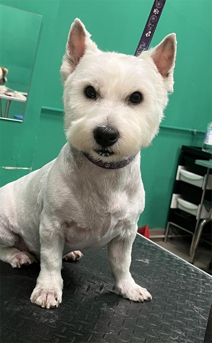 Стрижка и тримминг — это разные методы ухода за шерстью животных, и выбор между ними зависит от нескольких факторов.

1. Тип шерсти: Стрижка обычно используется для собак с густой, длинной или кудрявой шерстью, чтобы поддерживать ее в порядке и предотвращать спутывание. Тримминг же чаще применяется для пород с жесткой шерстью, где необходимо удалить только отмершие волоски, сохраняя при этом текстуру и длину основной шерсти.

2. Эстетика: Некоторые владельцы предпочитают стрижку, чтобы создать определенный стиль или облегчить уход за шерстью. Тримминг же позволяет сохранить естественный вид шерсти.

3. Удобство: Стрижка может быть более быстрой и простой в уходе, особенно для владельцев, не имеющих опыта в тримминге.

4. Здоровье: В некоторых случаях стрижка может быть необходима для здоровья животного, например, если шерсть сильно запуталась или есть проблемы с кожей.

Таким образом, выбор между стрижкой и триммингом зависит от породы собаки, состояния ее шерсти и предпочтений владельца.