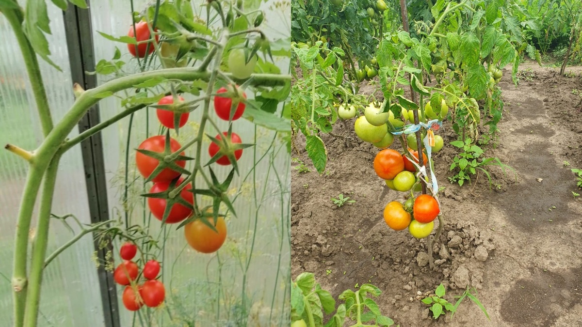 Слева - постоянные хлопоты с высокими сортами, справа - свобода с компактными