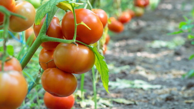 Выращиваю низкорослые томаты 50-70 см без подвязки. 7 сортов дают плоды 300г