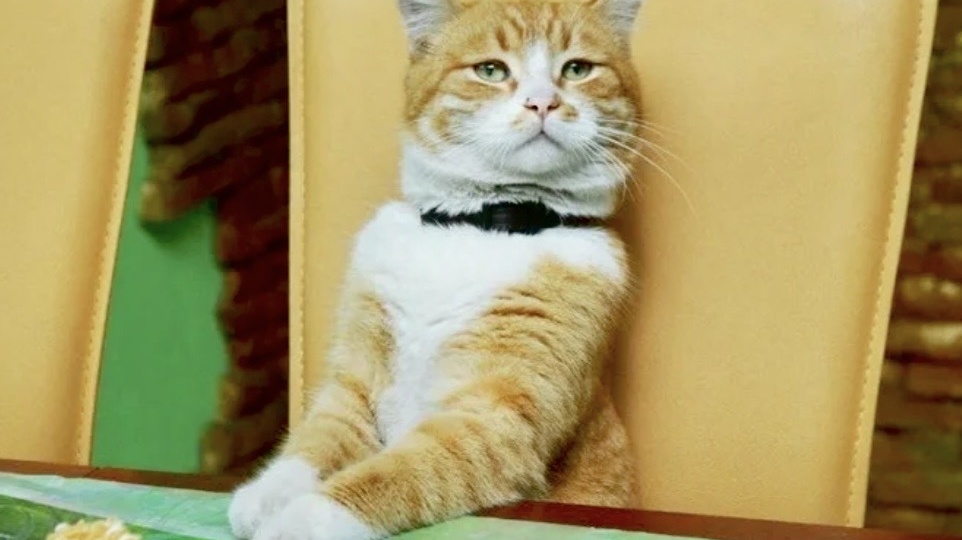 Забавные кадры с 9-ю котами, которые чувствуют власть и вседозволенность