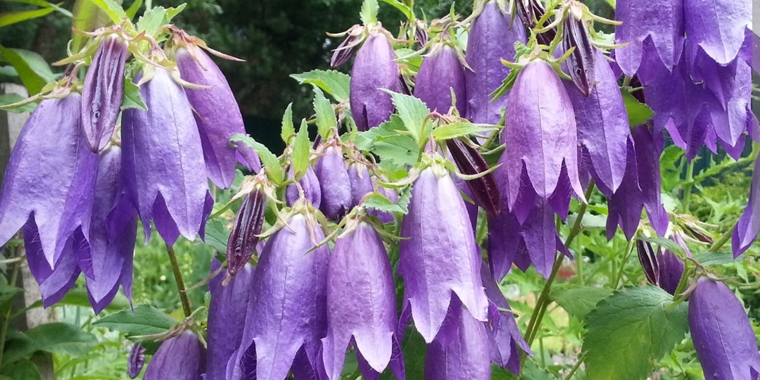 1001 КОЛОКОЛЬЧИК в саду