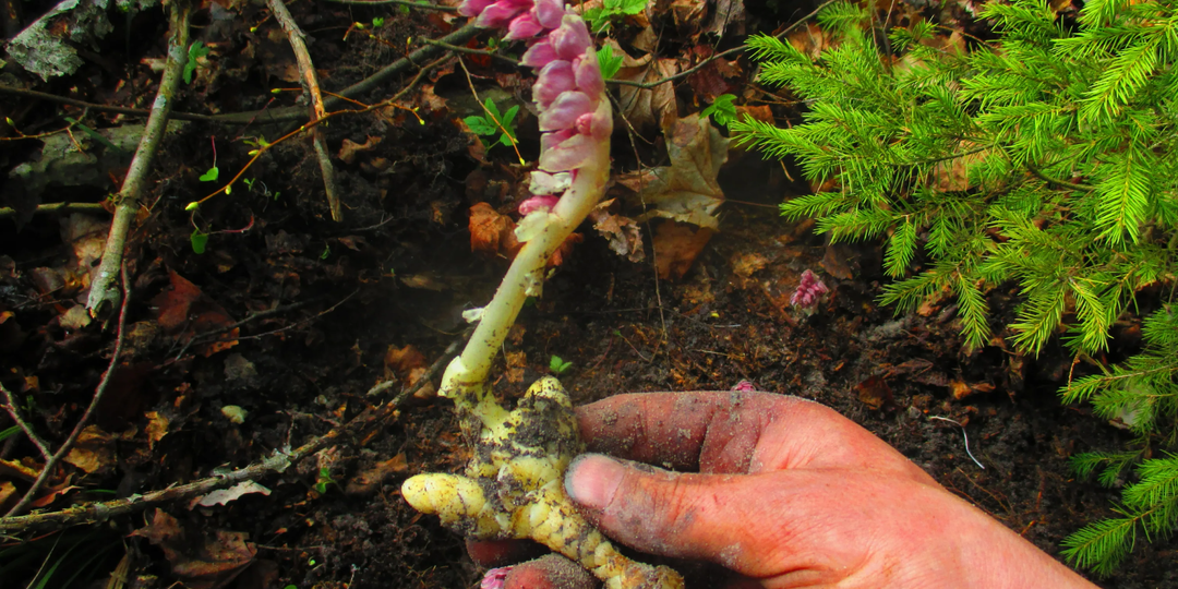 Нашёл на грядке растение, которое «уничтожает» всё на своём пути. Сразу вырывайте, если тоже заметите его