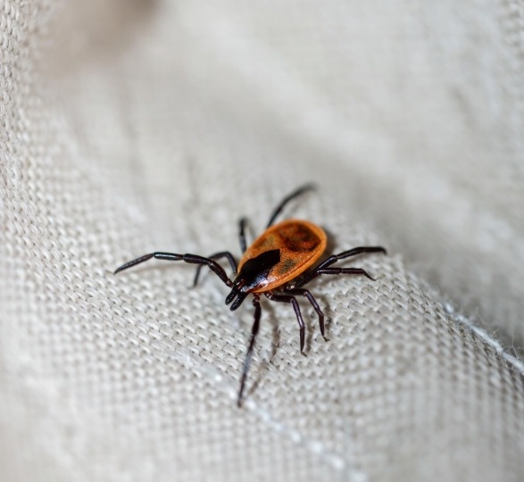 Энцефалитный клещ: где обитает, как защититься и есть ли признаки, что укусил именно он