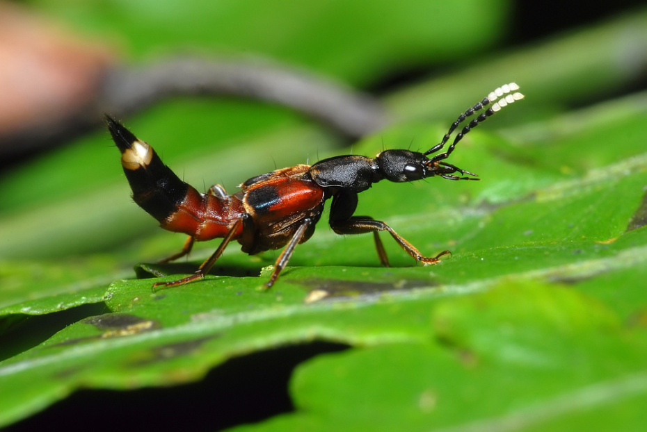    Shutterstock/FOTODOM