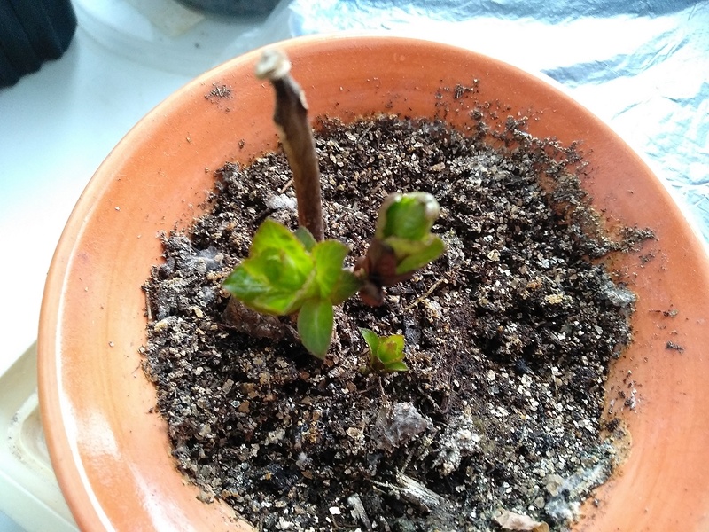 Гортензия просыпается