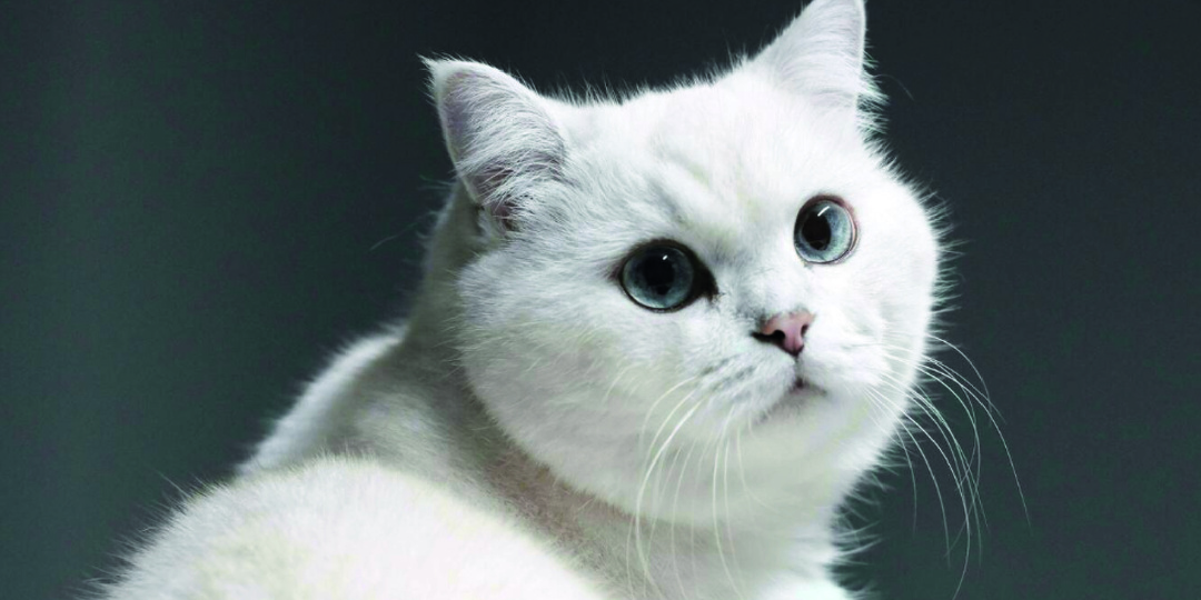 Больно ли кошке, когда ее берут за шкирку? Можно ли вообще брать за шкирку кошек и котят