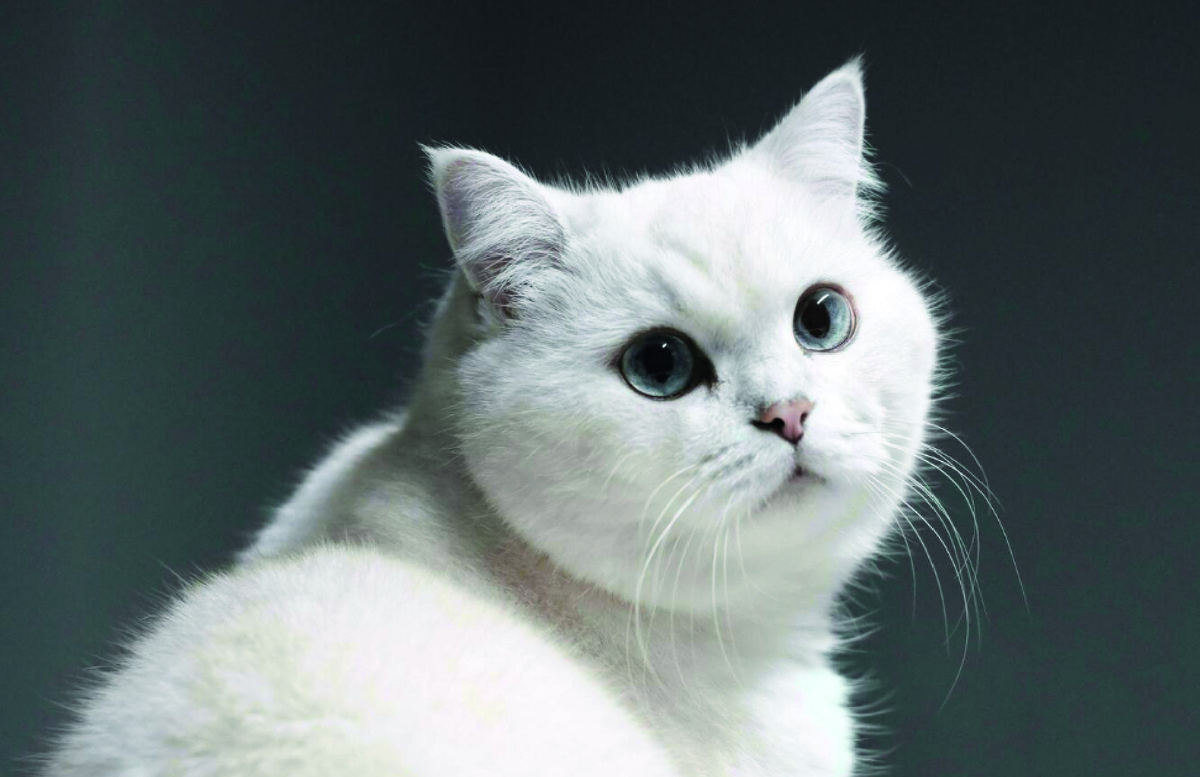 Можно ли брать котенка или взрослую кошку за шкирку? Фото: Vecteezy.com, Enzo Kin.