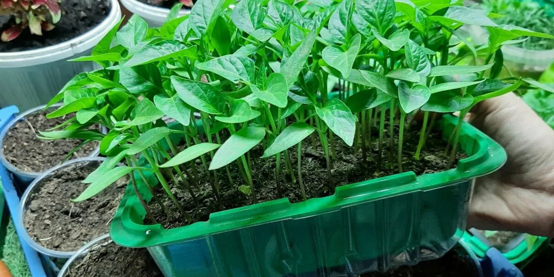 Каждый 3-й дачник поливает перец этими подкормками: от них рассада погибает. Скорее проверьте себя