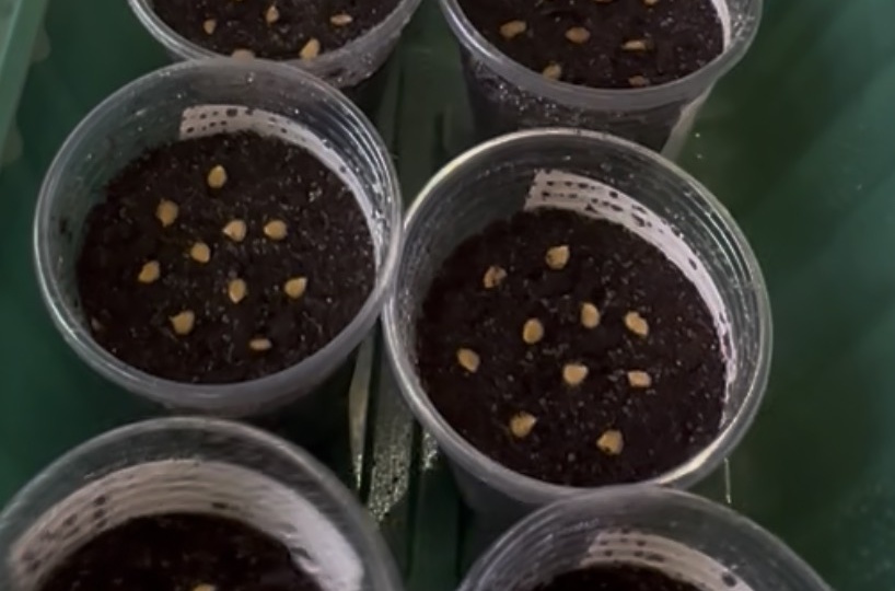 Сею семена Томатов и Перцев для теплицы.