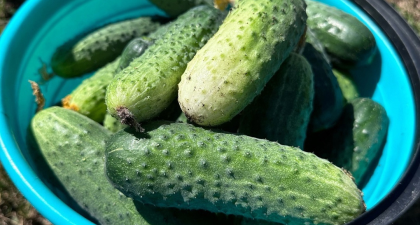    Фото: progorod43.ru