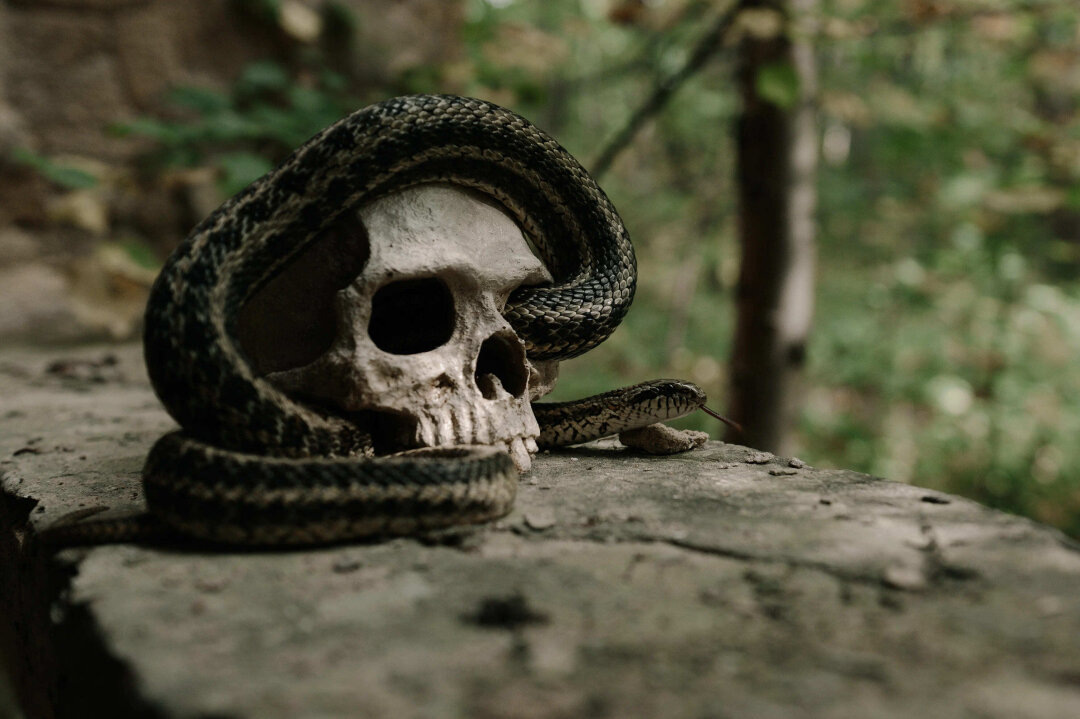    Фото: Изображения предоставлены «Собака.ru» пресс-службой Wink