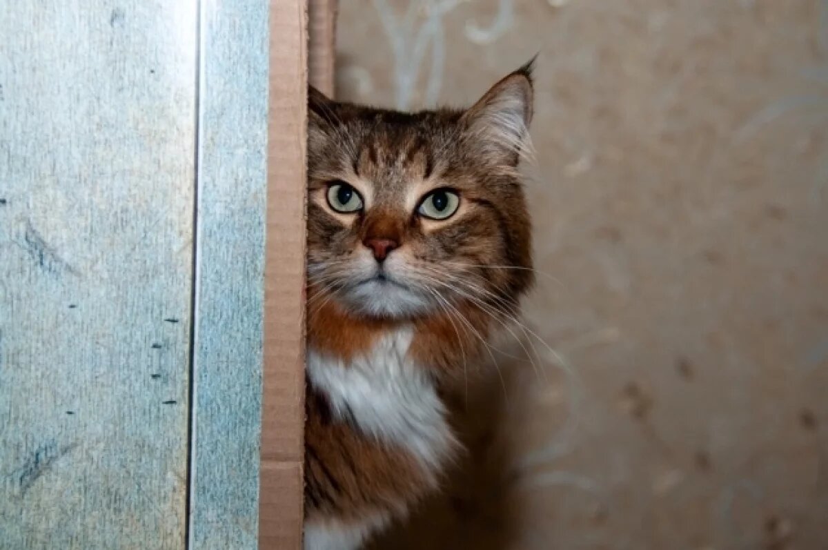    Усы кота, метеорит, автографы.