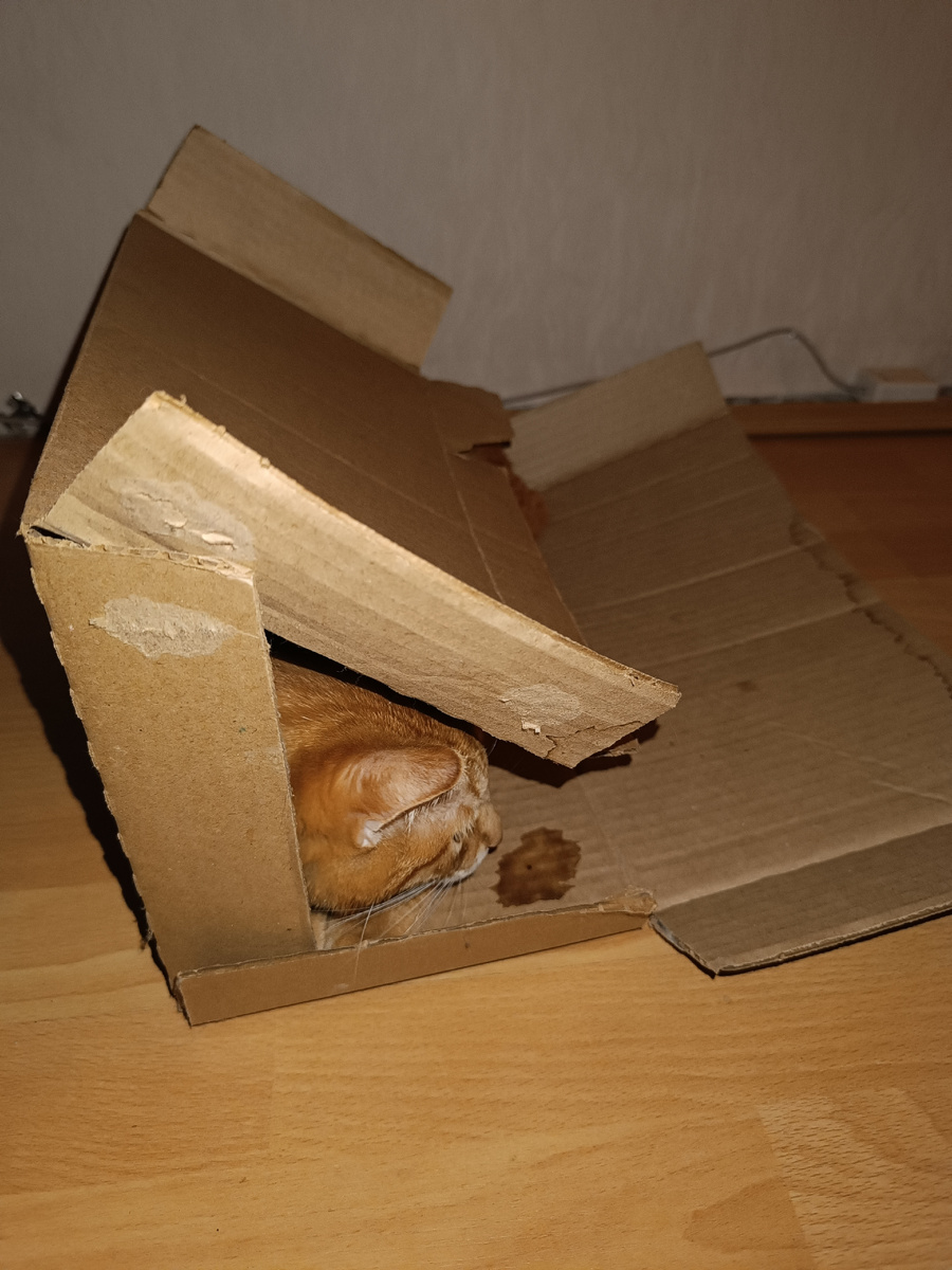 Дом, который построил кот. Ему можно, у него лапки (фото из личного архива)