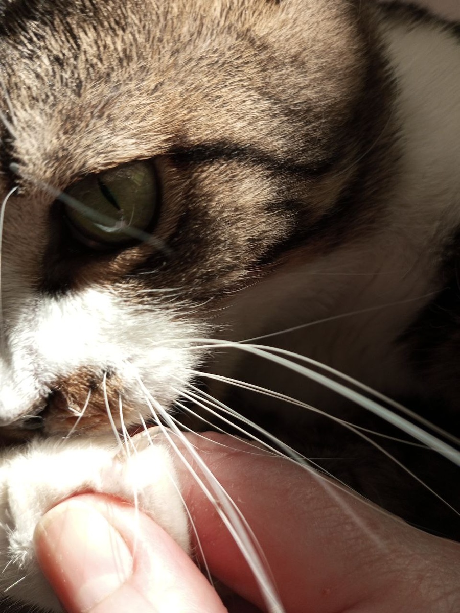 Вот эти самые усы. Всем видно?