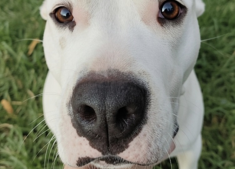 Адекватные таких собак не заводят: отвечаю на самый ядовитый комментарий недели