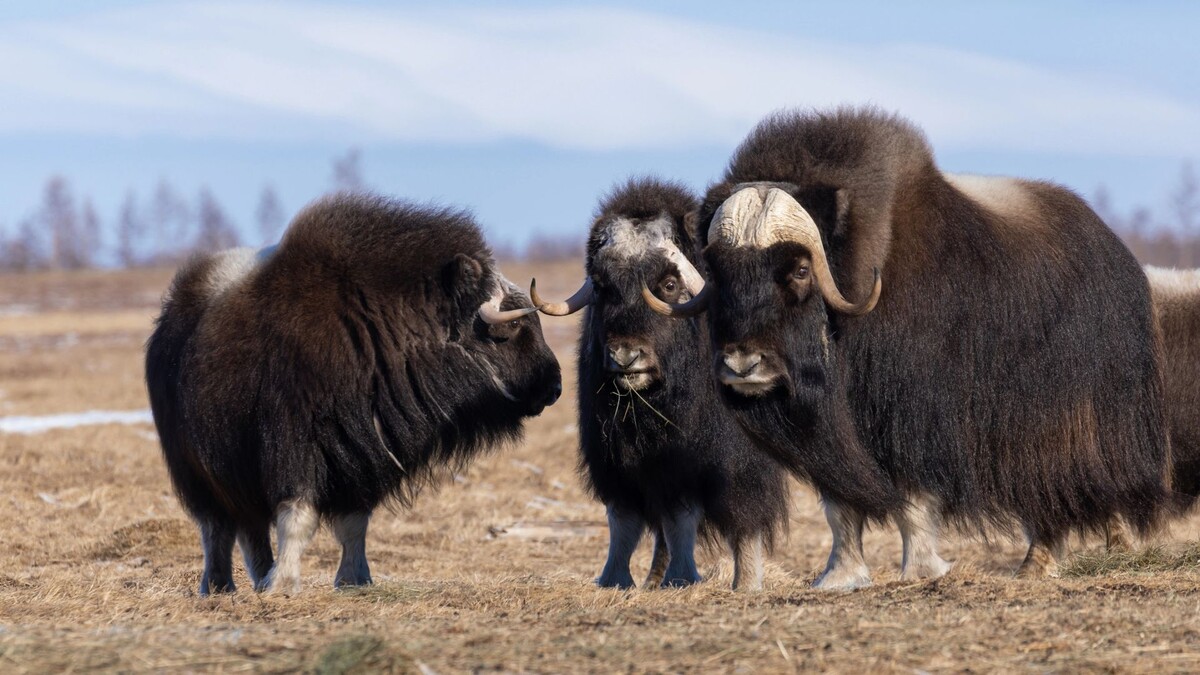    Фото: Федор Воронов / «Ямал-Медиа»