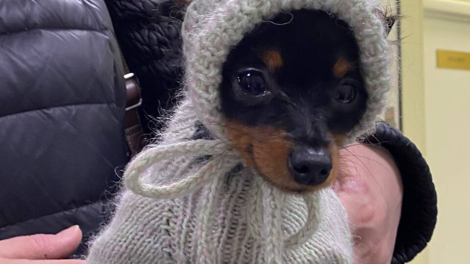 Нужна ли вашей собаке зимняя одежда❓ Разбираемся❗️