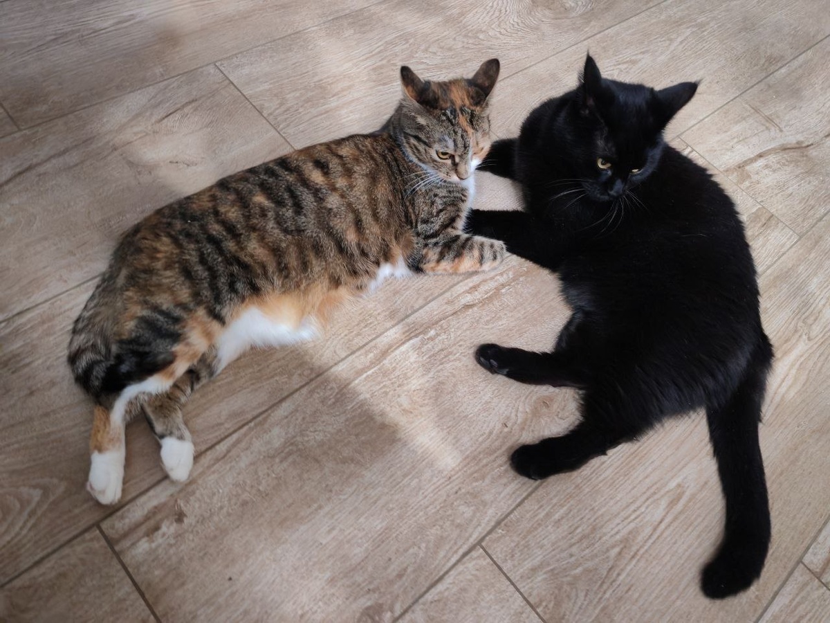 #Астропрогноз на 9-15 февраля 2026. Ключевые аспекты дня