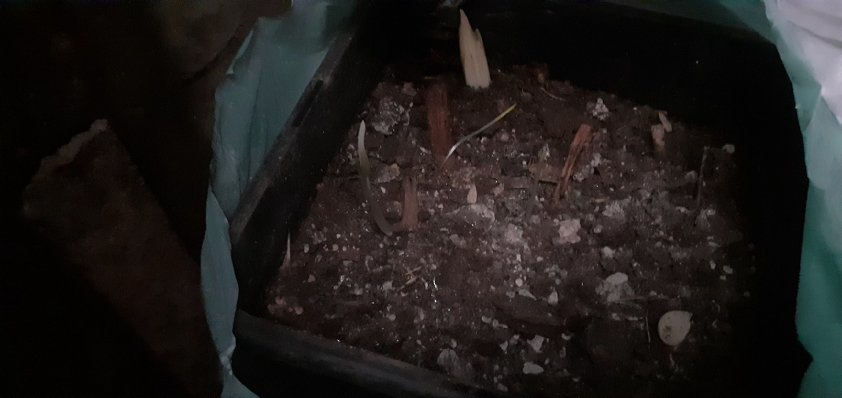 АГА,ВСЕ-ТАКИ ЕСТЬ УЖЕ РОСТКИ ЛИЛИЙ В ПОГРЕБЕ.