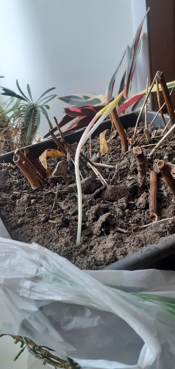 РОСТОЧЕК МАЛЫШ СИЛЬНО ТЯНЕТСЯ.