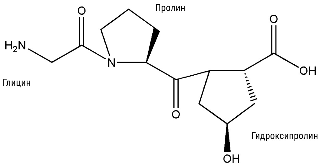 Коллаген состоит из трех α-пептидных цепей с повторяющимися последовательностями глицин — пролин — гидроксипролин. Эти цепи образуют стабильную стержнеподобную тройную спираль, а спирали складываются в коллагеновые фибриллы
