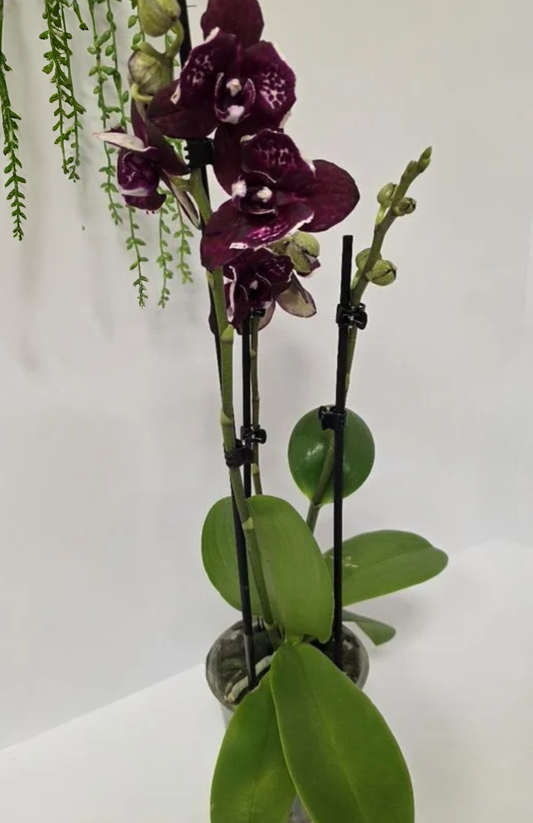 Фото автора. Вот такая красотка продавалась в магазине. Изначально, можно подумать, что именно вас она ждёт и её никто не берет, но нет всё дело в другом 