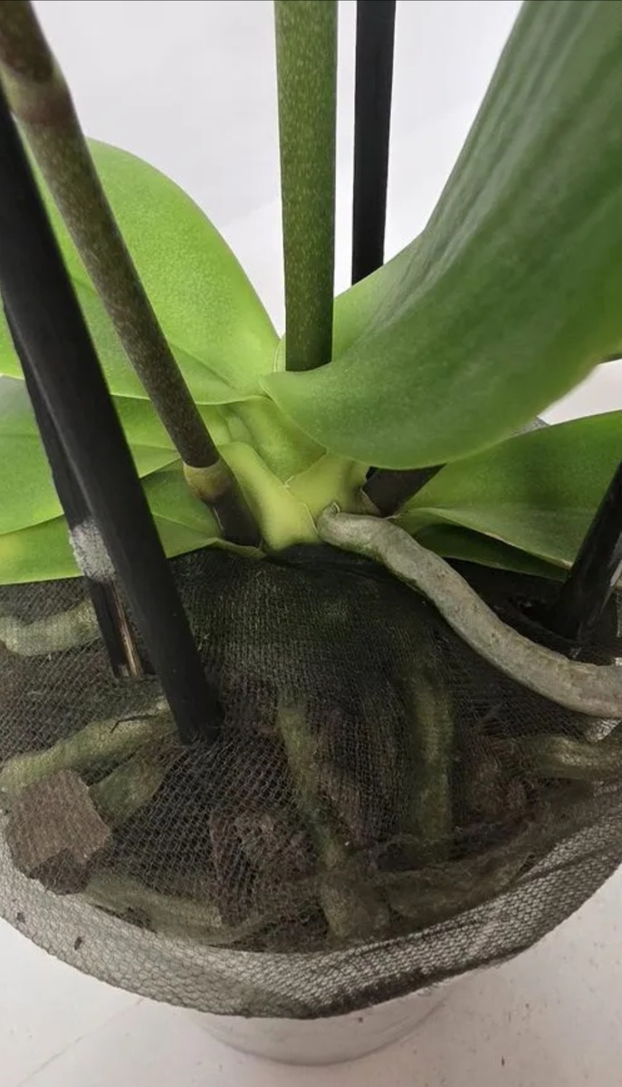 Фото автора. Цветонос из точки роста 