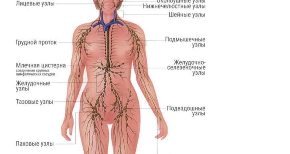 Что такое лимфа? Давайте разберёмся простым языком