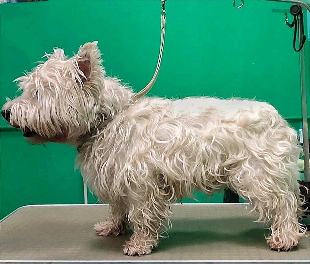 Услуги тримминга и груминга Вест Хайленд Уайт Терьера

Идеальный уход для вашего Вестика!

Ваш Вест Хайленд Уайт Терьер — это не просто собака, а настоящий член вашей семьи. Чтобы он всегда выглядел великолепно и чувствовал себя комфортно, необходим качественный уход. Мы предлагаем профессиональные услуги тримминга и груминга, которые подчеркнут красоту вашего любимца и обеспечат ему здоровье и радость.

Почему тримминг важен?

Тримминг — это не просто стрижка, это искусство, которое помогает сохранить шерсть вашего Вестика в идеальном состоянии. Правильная щипка шерсти удаляет отмершие волоски, предотвращает образование колтунов и способствует здоровому росту новой шерсти. Мы используем только лучшие инструменты и проверенные техники, чтобы ваш питомец выглядел как настоящий чемпион!

Гигиена и комфорт — в приоритете!

Груминг включает не только уход за шерстью, но и комплексный подход к гигиене вашего Вестика. Мы заботимся о чистоте ушей, глаз и зубов, а также проводим необходимые процедуры по уходу за лапками. Заботясь о гигиене вашего любимца, мы помогаем предотвратить множество заболеваний и обеспечить ему долгую и счастливую жизнь.

Профессиональный подход к каждому питомцу

Наша команда опытных грумеров знает все нюансы ухода за Вест Хайленд Уайт Терьерами. Мы индивидуально подходим к каждому клиенту, учитывая особенности характера и потребности вашего питомца. Вы можете быть уверены, что ваш Вестик находится в надежных руках!

Запишитесь на процедуру уже сегодня!

Не упустите возможность подарить своему Вестику заботу и внимание, которые он заслуживает. Запишитесь на тримминг и груминг прямо сейчас! Позвоните нам или заполните форму на сайте, и мы свяжемся с вами для согласования времени визита.

Ваш Вест Хайленд Уайт Терьер будет вам благодарен за заботу, а вы сможете наслаждаться его здоровым и ухоженным видом каждый день!

https://balyti.ru/gallery/vest-hailend/vesti-trimming,strizhka.html
 Грумер Наталья. Филиал Нижегородская. 50 (Таганская, Римская, Ниж