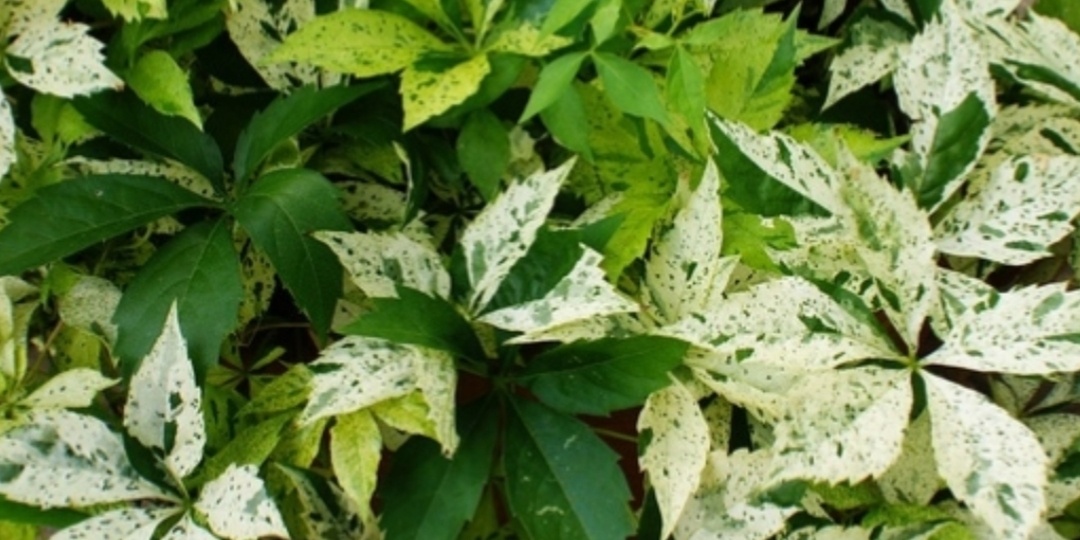 Де́вичий виноград Стар Шоверс