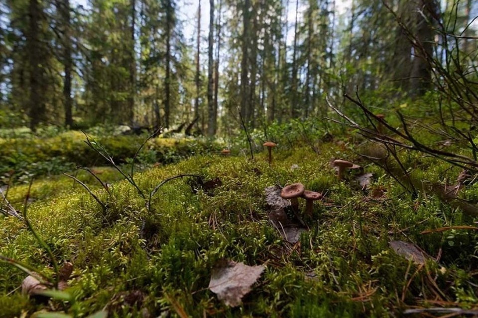    Пожароопасный сезон в лесах Петербурга установят с 15 апреля. Иван МАКЕЕВ