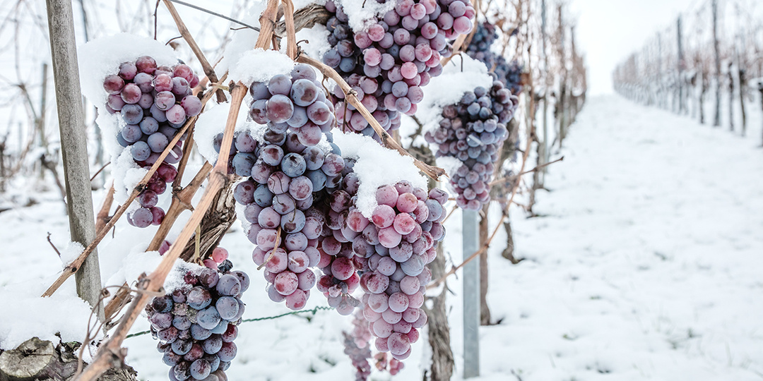 "И зиму выдержал и урожаем удивил". Морозостойкие сорта винограда - стоит ли выращивать их без укрытия
