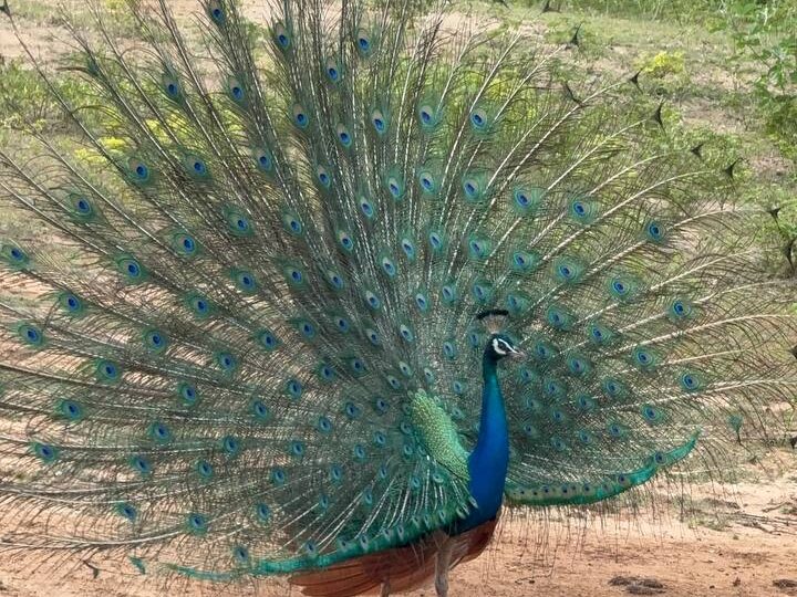 Сафари в Национальном парке Шри-Ланки в Яла