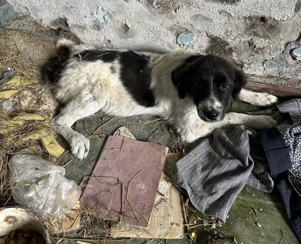 Двухмесячную малышку сбила машина и скинули на обочину 