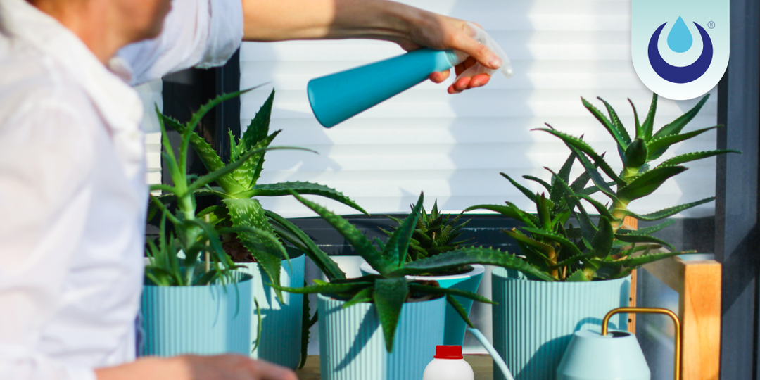 Домашние подкормки для комнатных цветов: простые средства, которые действительно работают