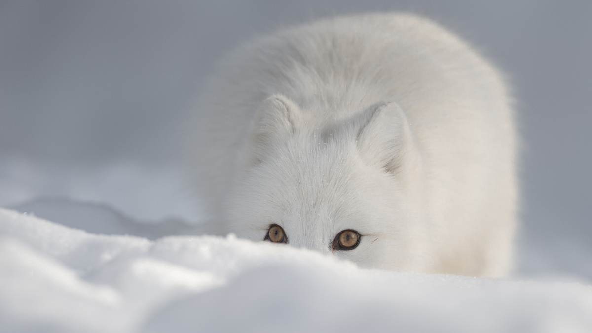     Фото: Andrew Astbury/Shutterstock/FOTODOM Животное меняет окрас только тогда, когда фон вокруг него меняется кардинально, превращаясь из пестрого летнего в однородный белый зимний. Яркий пример — обычный белый песец, чья жизнь в открытой тундре делает белую шубу вопросом жизни и смерти