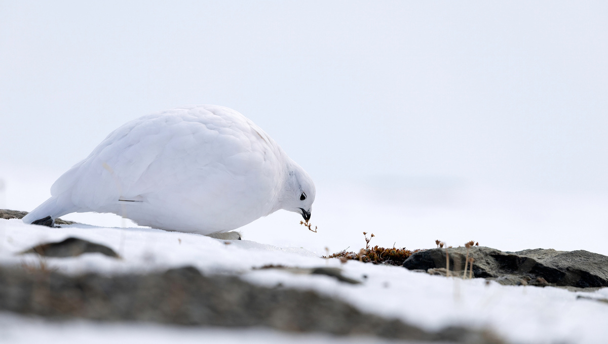     Фото: Vincenzo Iacovoni/Shutterstock/FOTODOM Многие пернатые решают «зимний вопрос» радикально — они просто улетают в теплые края, где проблема маскировки под снег не стоит вовсе. Но те, кто остается, часто меняют оперение. Классический пример — белая куропатка